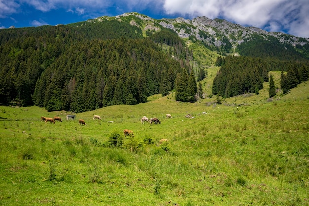 Rinderherde weidet in der Landschaft