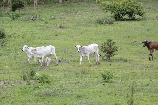 Rinderkuh am Berghang mit Naturhintergrund