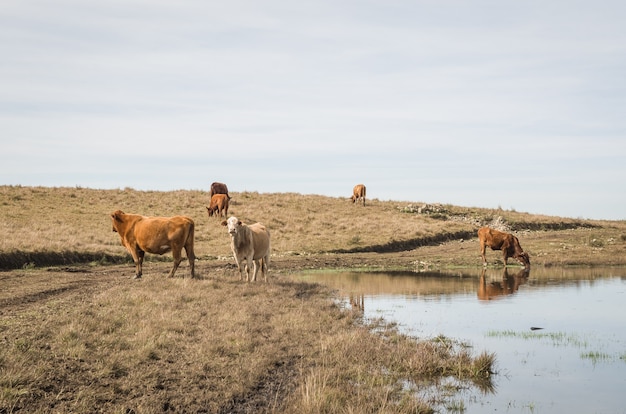 Rindertrinkwasser im Farmsee farm