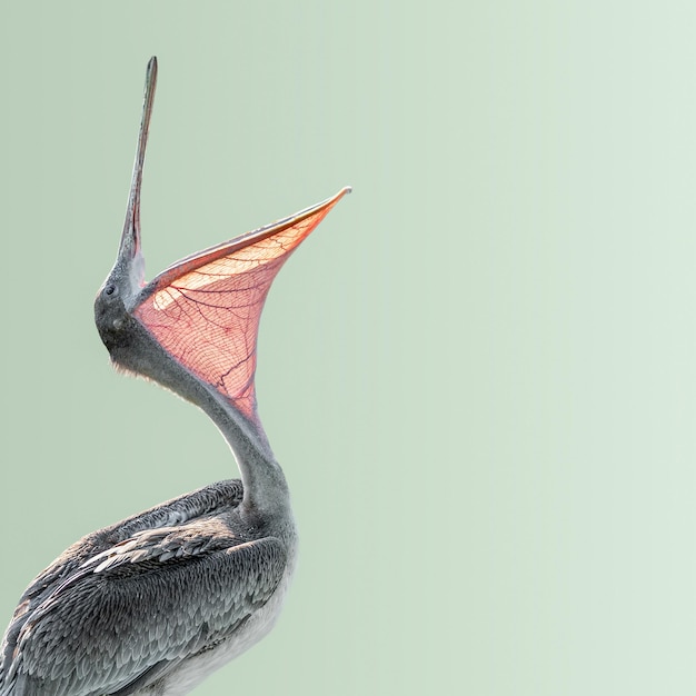 Rindo belo pelicano dalmático com bico largo aberto isolado em fundo verde gradiente américa do sul chile detalhes em close-up