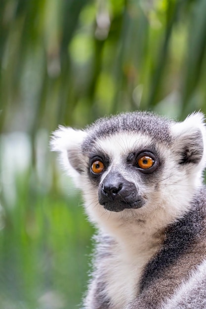 Ring-angebundener Lemur, der seine Umwelt beobachtet, haariger Tiercousin des Affen oder der Menschenaffen
