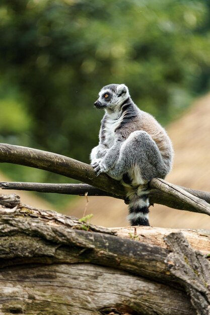 Ring angebundener Lemur