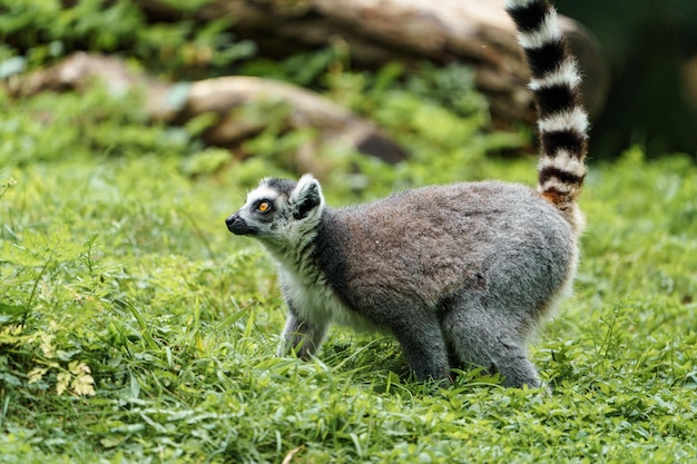 Ring angebundener Lemur