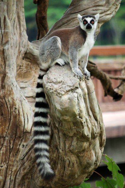 Ring-tailed Lemur