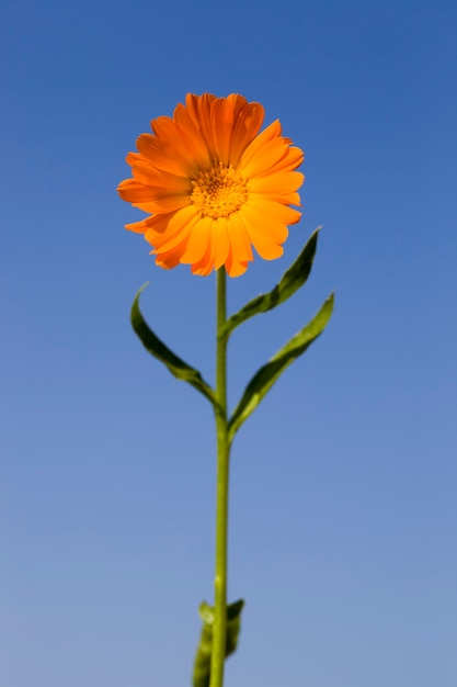 Foto ringelblume auf dem feld