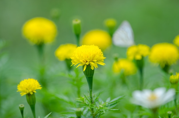 Ringelblume blüht auf dem Gebiet