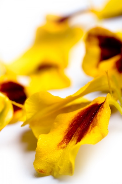 Ringelblume blüht Blumenblattnahaufnahme auf einem weißen Hintergrund