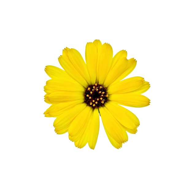 Ringelblume gelb mit dunklem Herzen auf weißem Hintergrund