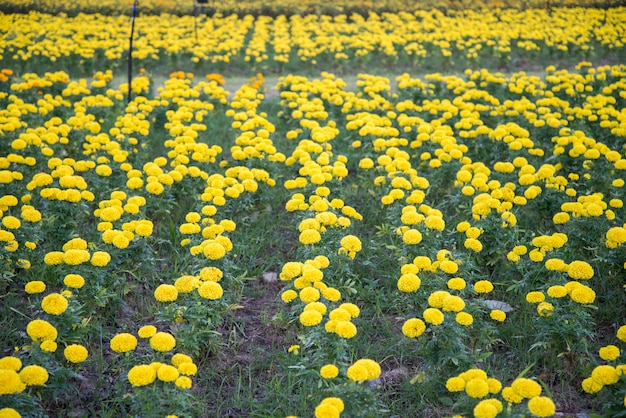 Ringelblume im Garten von Thailand, gelbe Blume.