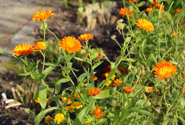 Ringelblume im Herbst Botanischer Garten