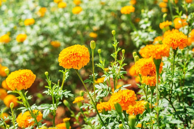 Ringelblume in einer Plantage.