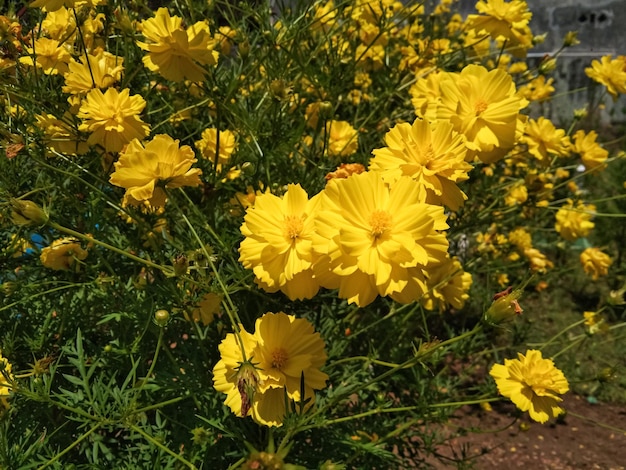 Ringelblume oder invasive Arten Cosmos sulfureus, auch bekannt als Schwefelkosmos und gelber Kosmos