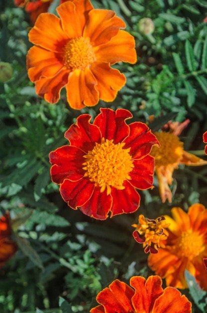 Ringelblume oder Zendublüten mit grünem Blatt. Rote Ringelblumen im Garten