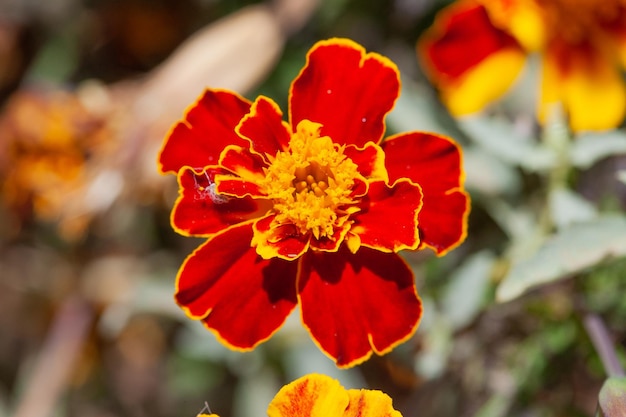 Ringelblume, Tagetes erecta, ist eine Pflanzenart aus der Familie der Asteraceae.