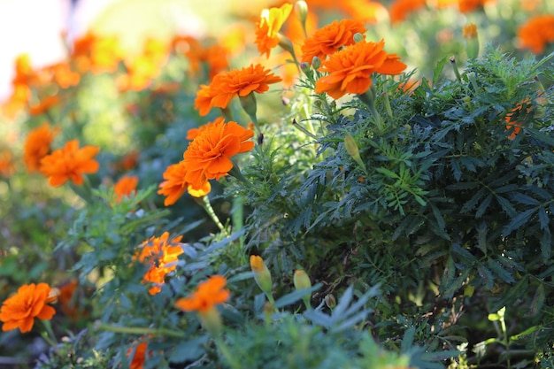 Ringelblume (Tagetes) in oranger Farbe. Schönes Blumenfoto für Hintergrund und Tapete