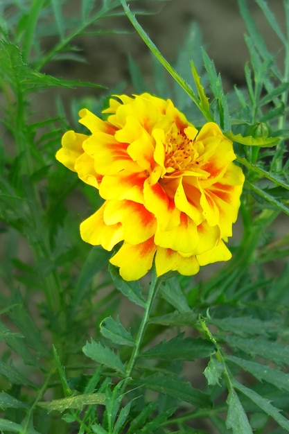 Ringelblumen blühen auf einem bett in einem blumengarten. anbau von blumenkonzept