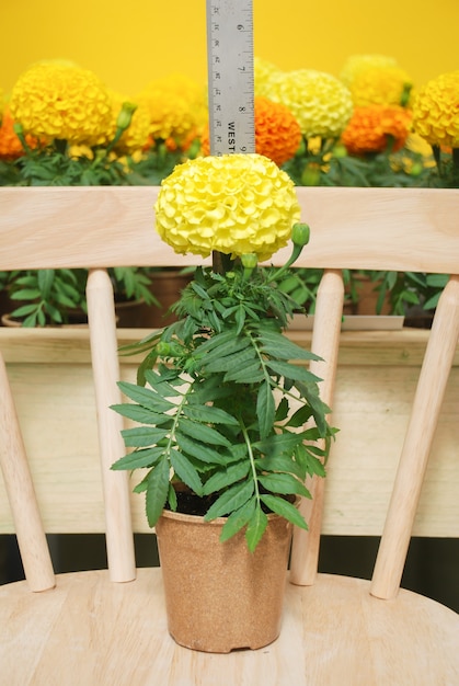 Ringelblumen gelbe Farbe (Tagetes erecta, mexikanische Ringelblume, aztekische Ringelblume, afrikanische Ringelblume), Ringelblumentopfpflanze