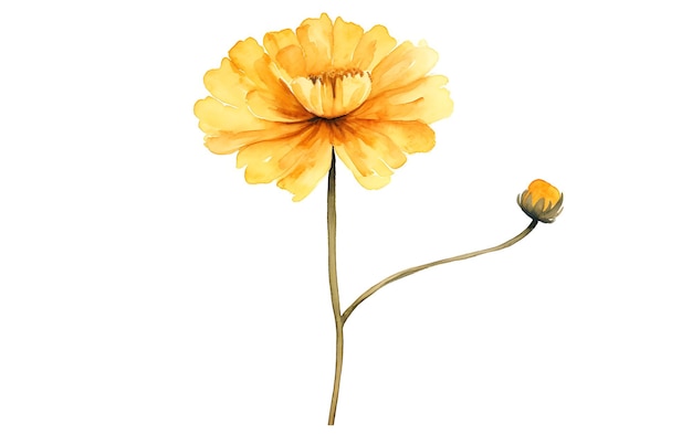 RINGELBLUMEN-Illustration mit lebendigem Farbschema, Ölpinsel-Blume