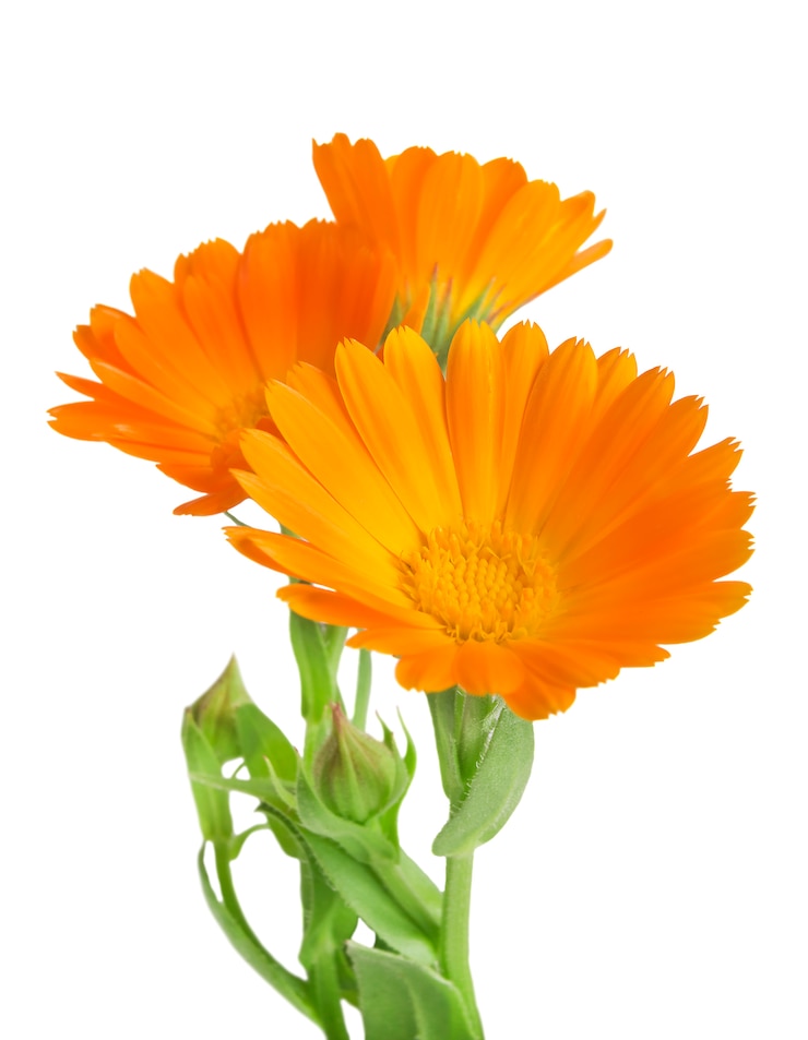 Foto ringelblumen mit blättern