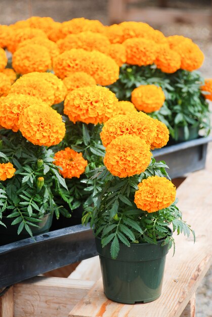 Ringelblumen Orange Farbe (Tagetes erecta, mexikanische Ringelblume, aztekische Ringelblume, afrikanische Ringelblume), Ringelblumentopfpflanze