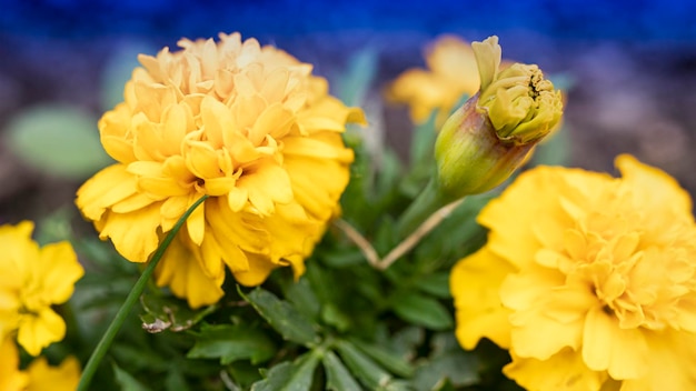 Ringelblumen sind kleinblütige Sommergarten Nahaufnahme Natürlicher natürlicher Hintergrund