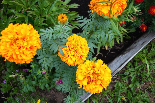 Ringelblumen Tagetes Erecta Blumen im Herbstgarten