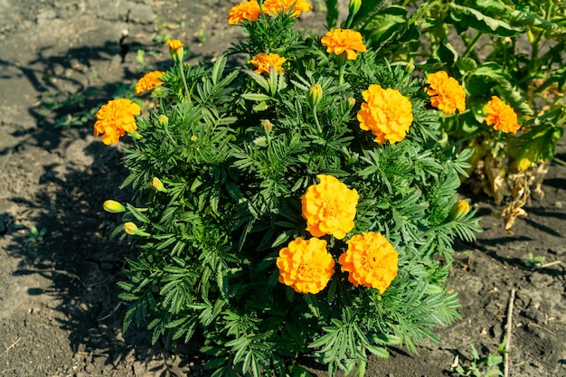 Ringelblumen, Tagetes erecta, mexikanische Ringelblume, aztekische Ringelblume, afrikanische Ringelblume.