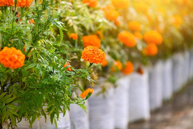 Ringelblumenblüte auf der Gartenblume Gelbe und orangefarbene Ringelblumenblumen zum Dekorieren des Gartens