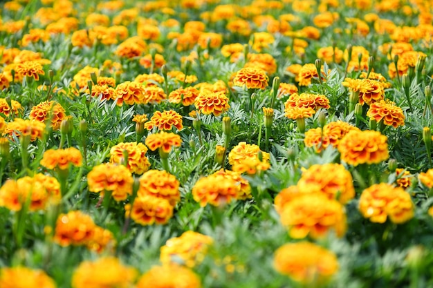 Ringelblumenblüte auf der Gartenblume Gelbe und orangefarbene Ringelblumenblumen zum Dekorieren des Gartens