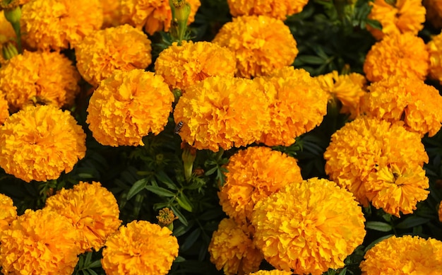 Ringelblumenblüte auf der Gartenblume Gelbe und orangefarbene Ringelblumenblumen zum Dekorieren des Gartens