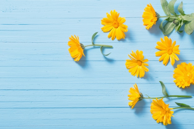 Ringelblumenblüten auf blauem Holztisch