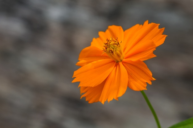 Ringelblumenblüten