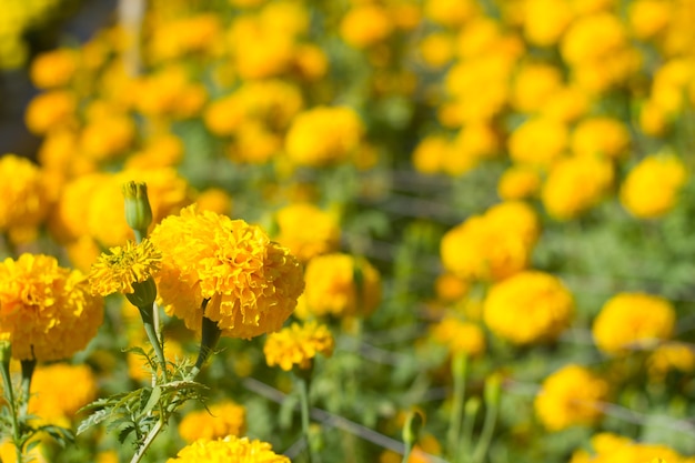 Ringelblumenblume im Garten Thailand.