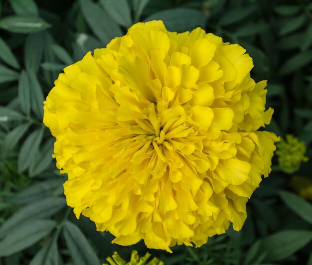 ringelblumenblumen im naturhintergrund