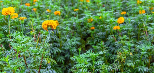 Ringelblumenblumen in einem Feld an einem Tag ohne die Sonne landwirtschaftliches Feld mit blühendem Gelb