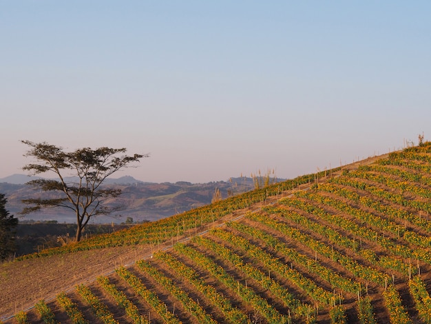 Ringelblumenblumenbauernhof auf dem Berg am Sonnenaufganghimmel.