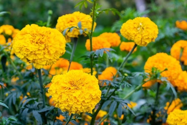 Ringelblumenblumenblüte im Garten. Kopf der gelben Ringelblumenanlage, Abschluss oben