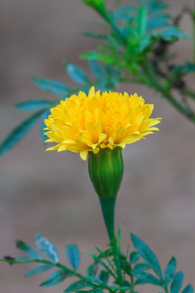 Foto ringelblumenblumenfeld