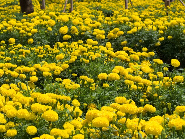 Ringelblumenfeld im Park