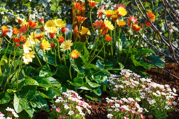 Ringelblumengelb (Calendula officinalis) im Frühjahr