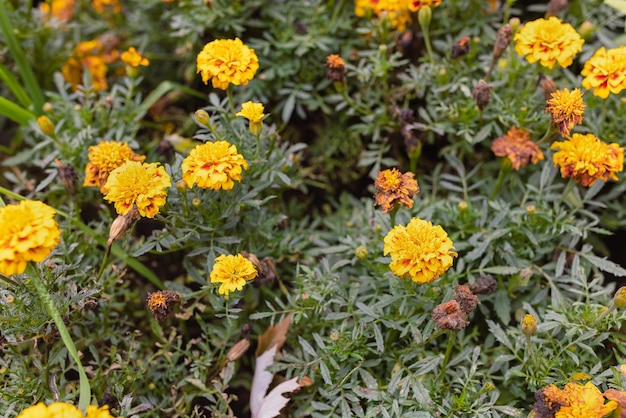 Ringelblumengelbe Sommerblume oder Tagetes-Hintergrund