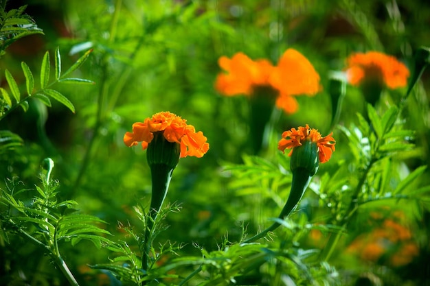 Ringelblumenpflanze in voller Blüte