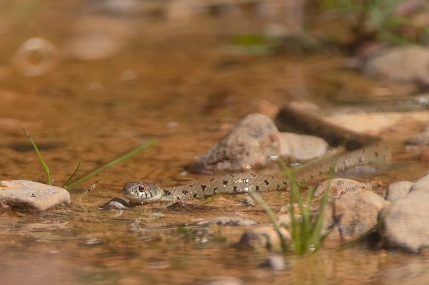 Ringelnatter beringte Schlange oder Wasserschlange Natrix natrix Malaga Spanien