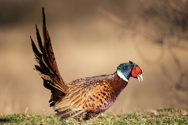 Ringfasan Männchen, Phasianus colchicus, im natürlichen Lebensraum.