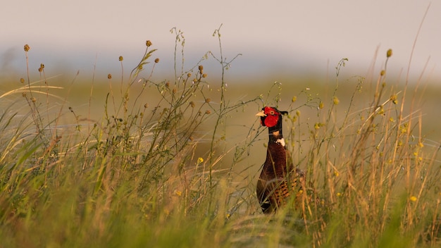 Ringfasanenmann, Phasianus colchicus, Gras auf einem schönen Sonnenlicht.