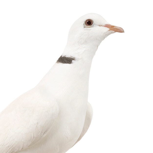 Ringneck Dove aislado