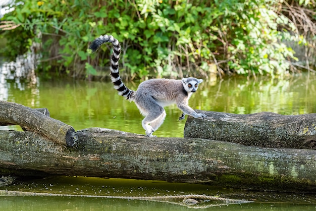 Ringschwanz Lemur