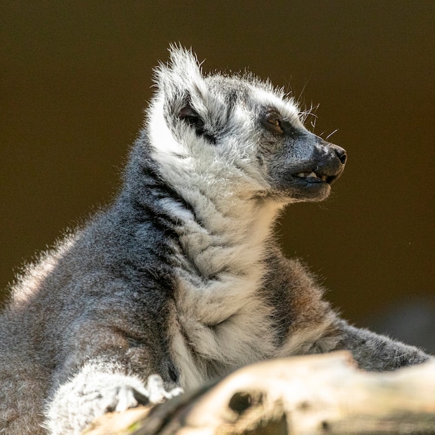 Ringschwanz Lemur