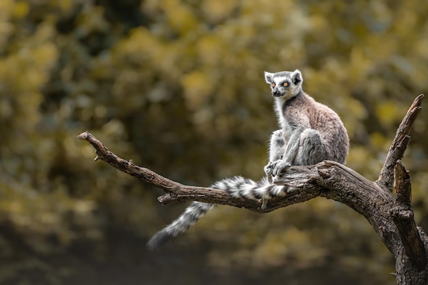 Ringtailed Lemur