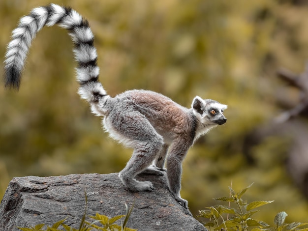 Ringtailed Lemur